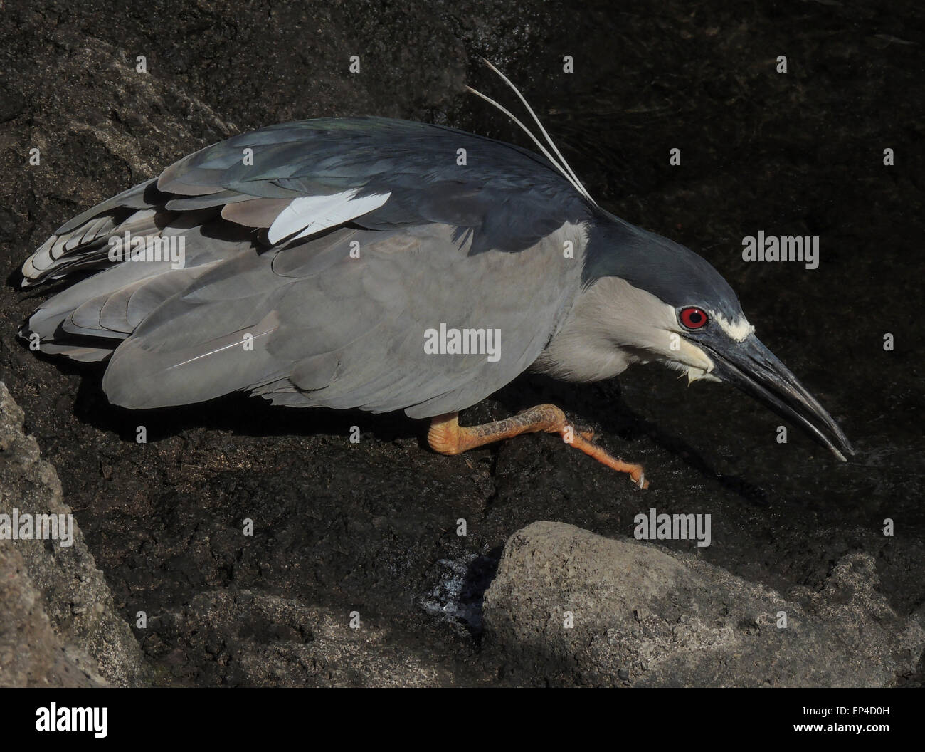 Ein schwarz-gekrönter Nachtreiher (Nycticorax Nycticorax) wartet am Rande eines Teiches für eine Fütterung Gelegenheit (vor allem kleine Fische), W Stockfoto