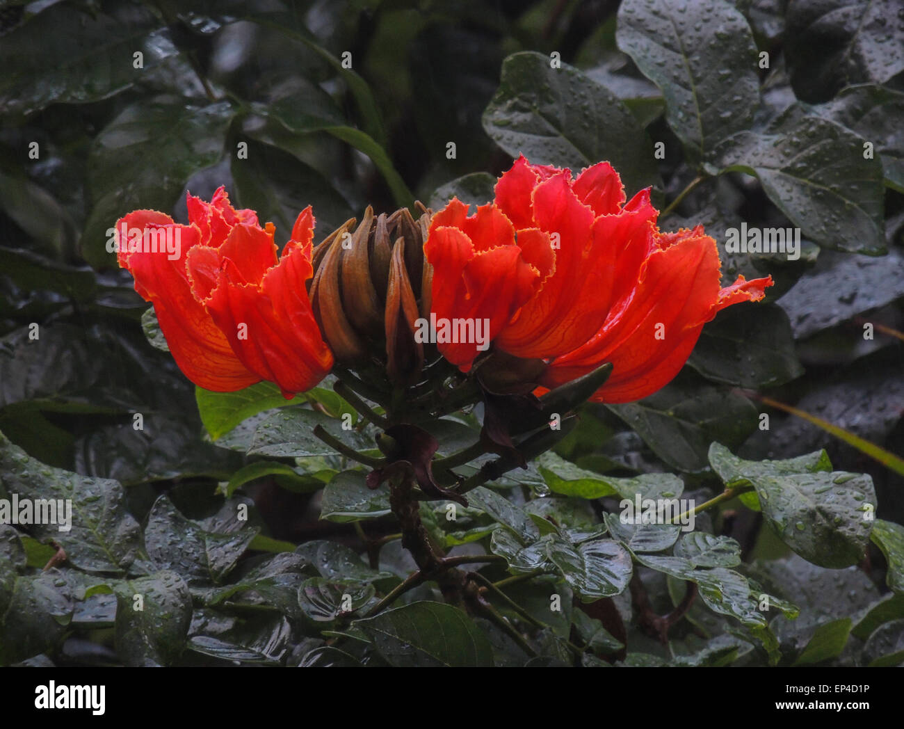 Blüte der afrikanischen Tulpenbaum, eine tropische Pflanze auf der Insel Maui, Hawaii Stockfoto