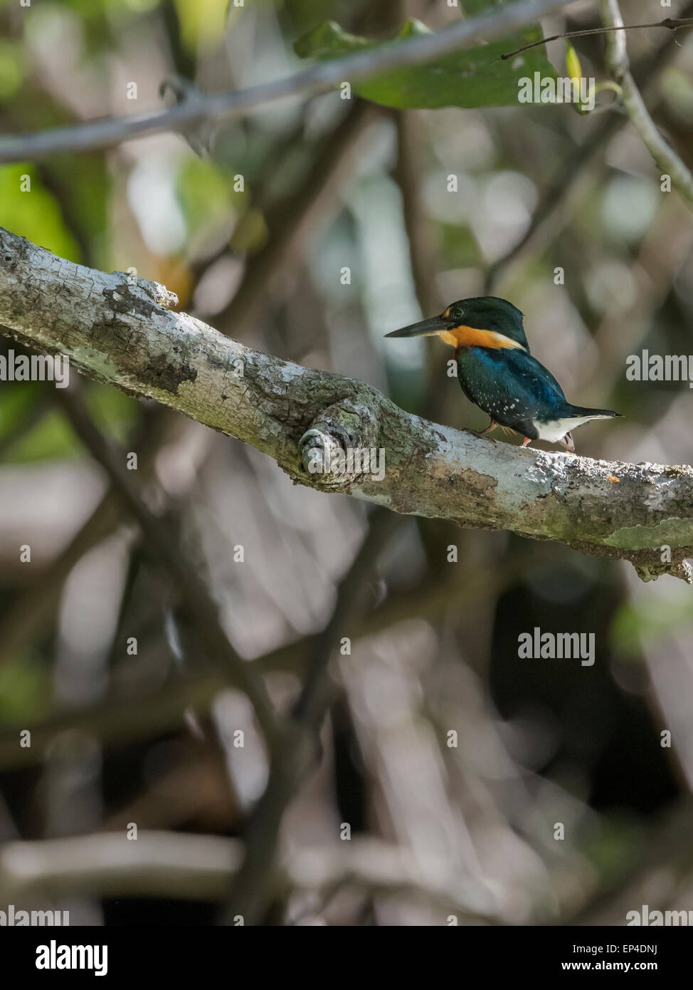 Amerikanische pygmy Kingfisher (Chloroceryle Aenea), Männlich, Pixaim Fluss, Pantanal, Brasilien Stockfoto