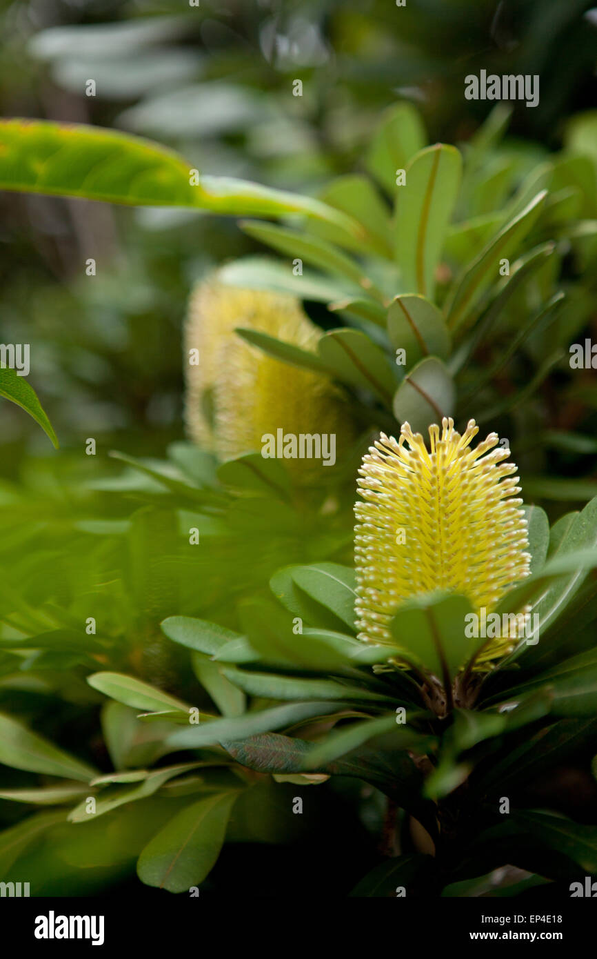 Eine gelbe protea sitzt im Vordergrund der anderen Blumen. Stockfoto