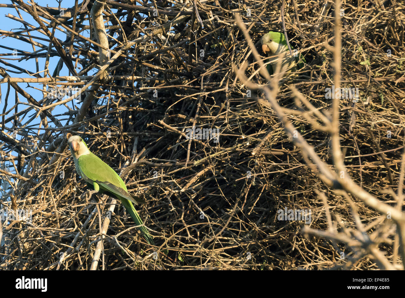 Mönchssittiche (Myiopsitta Monacus Coterra) Leben in eines Jabiru-Storch nisten, Pantanal, Brasilien Stockfoto