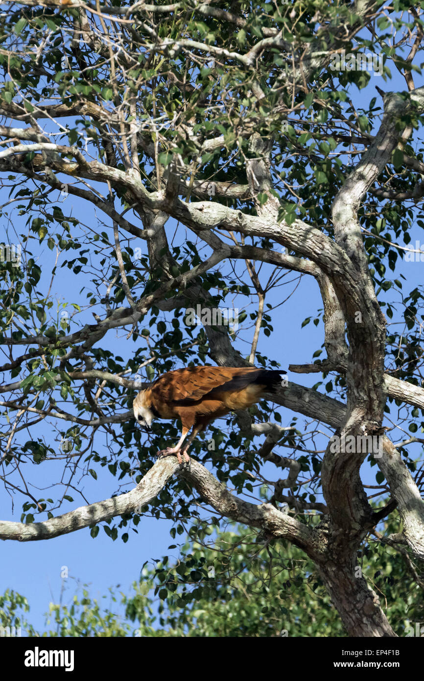 Schwarzen Kragen Hawk in einem Baum am Flussufer, Pixaim Fluss, Pantanal, Brasilien Stockfoto