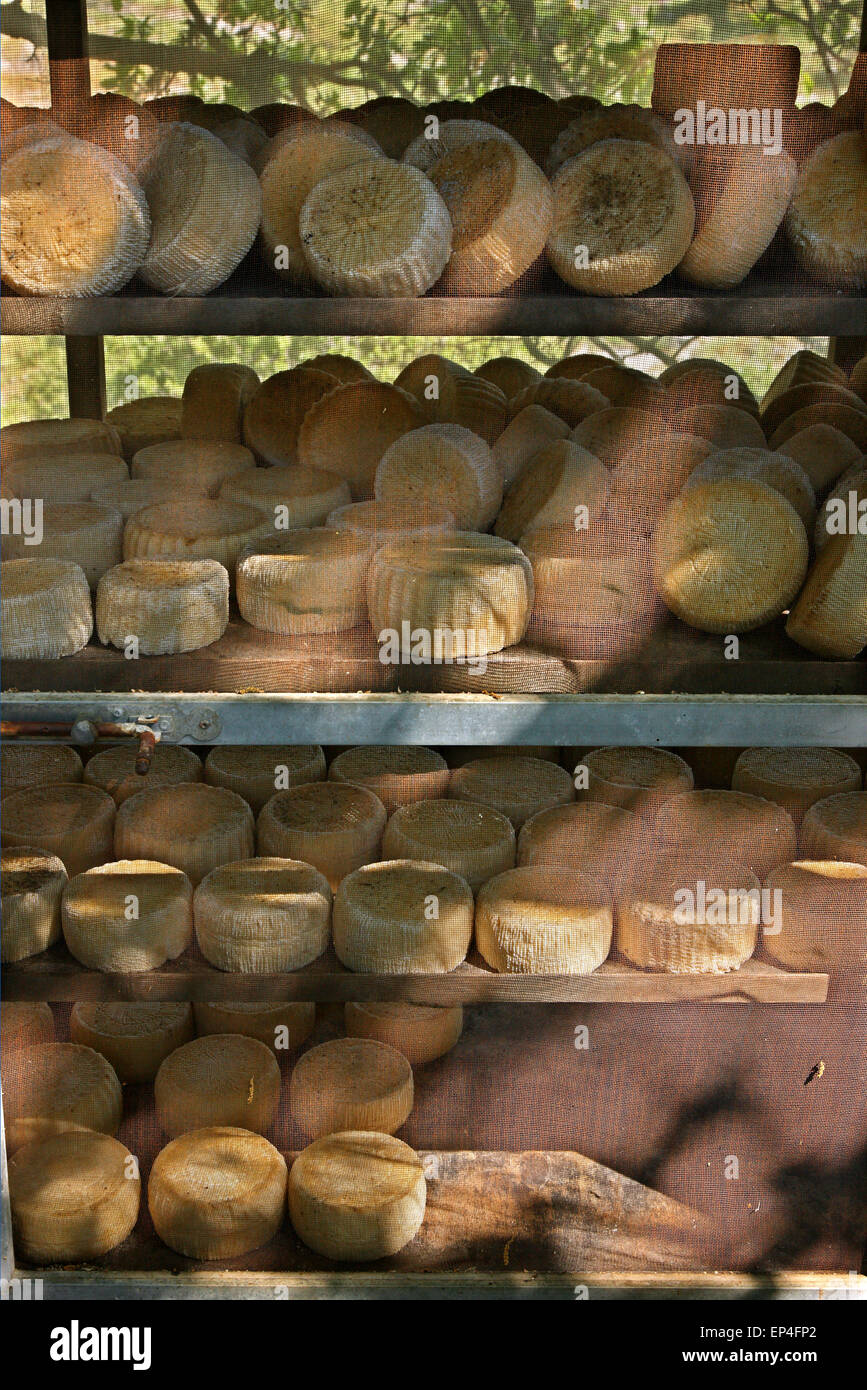 Käse, Alterung, die (sehr) alten, traditionellen Weg, Agios Efstratios ("Ai Stratis") Island, North Aegean, Griechenland. Stockfoto