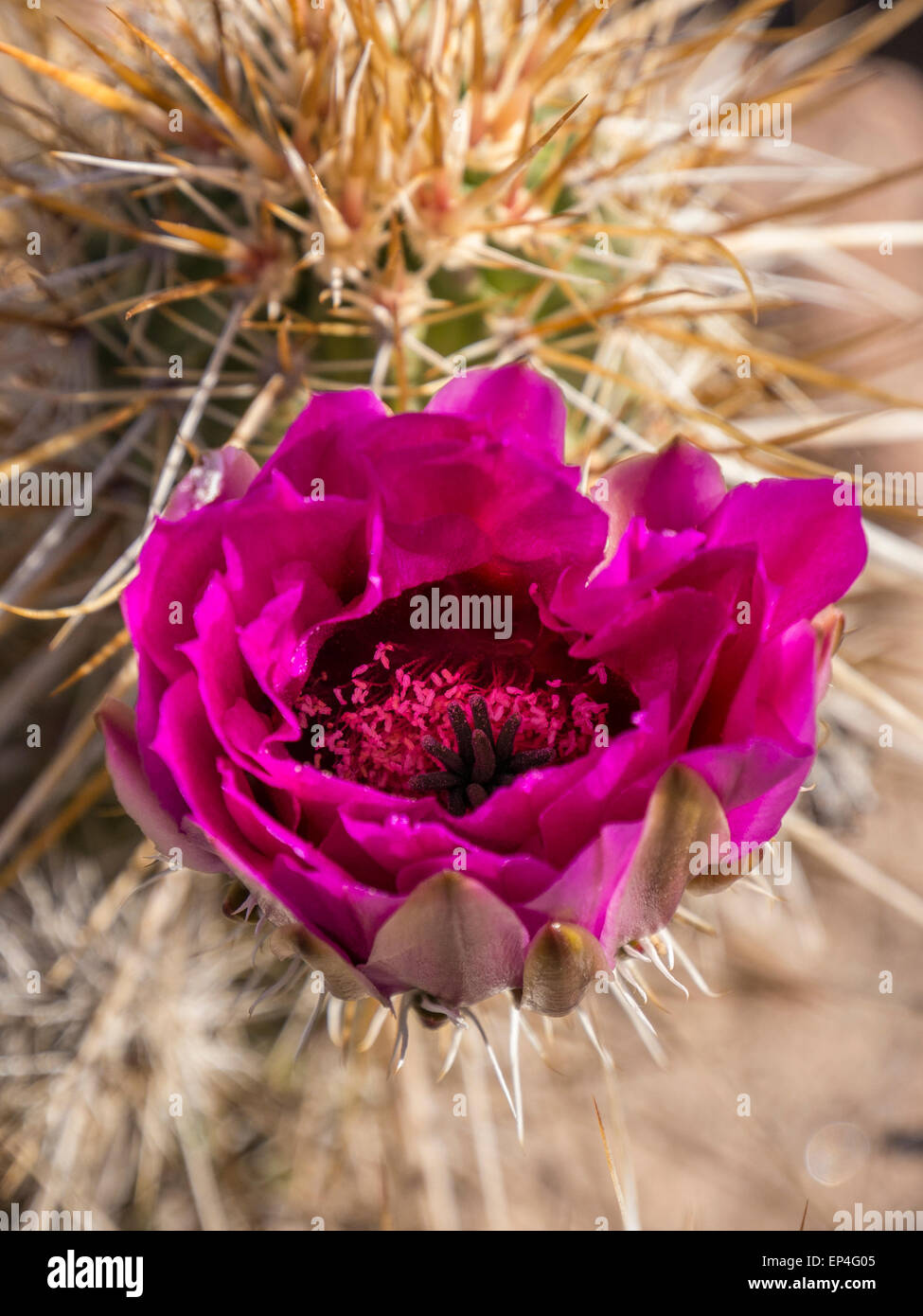 Igel-Rosa blühenden Kaktus, Superstition Wilderness Area, erste Wasser Trailheaad, Arizona. Stockfoto