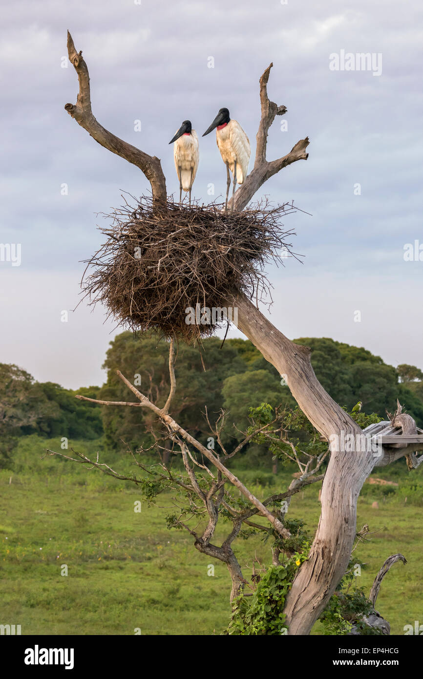 Jabiru Storchenpaar auf ihrem Nest fangen Licht des frühen Morgens, Fazenda St Tereza, Pantanal, Brasilien Stockfoto