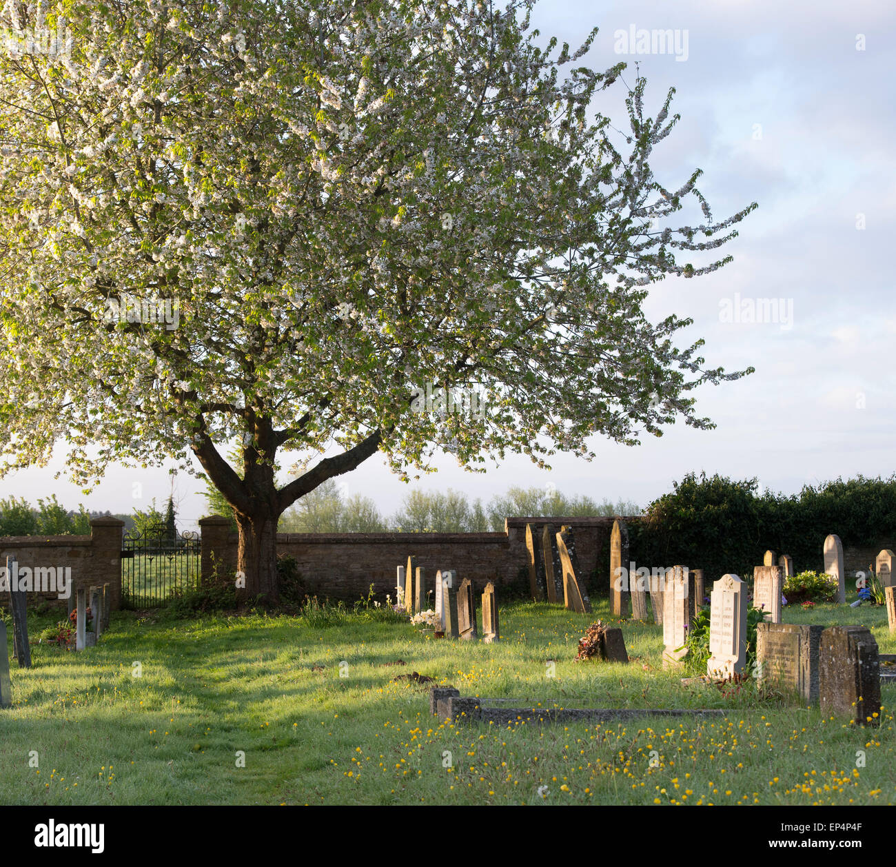 Am frühen Morgensonne im Frühling in St. Andrews church Kingham, Oxfordshire, England Stockfoto