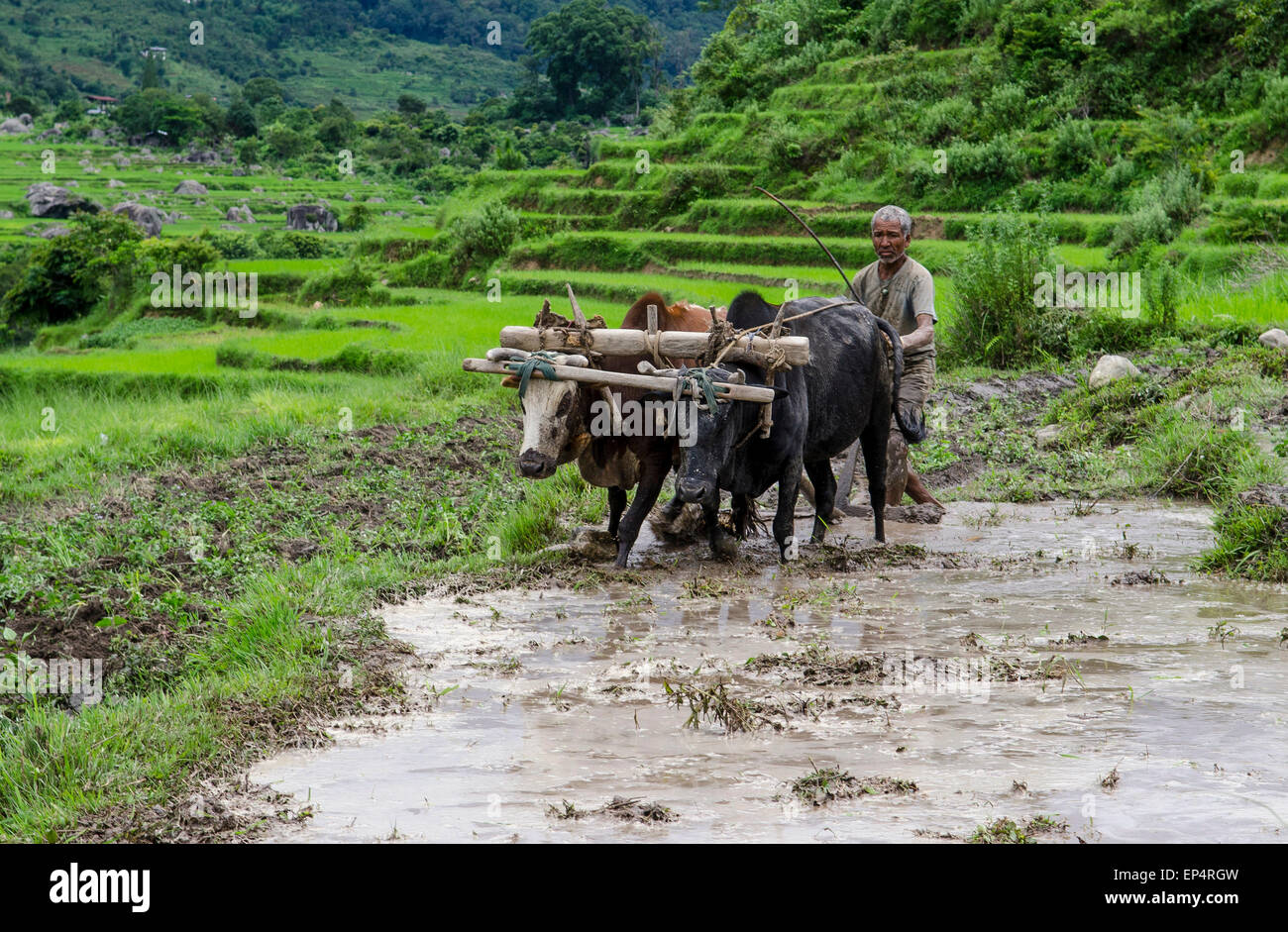 Ricefarmer mit Ochsen in Bhutan Stockfoto