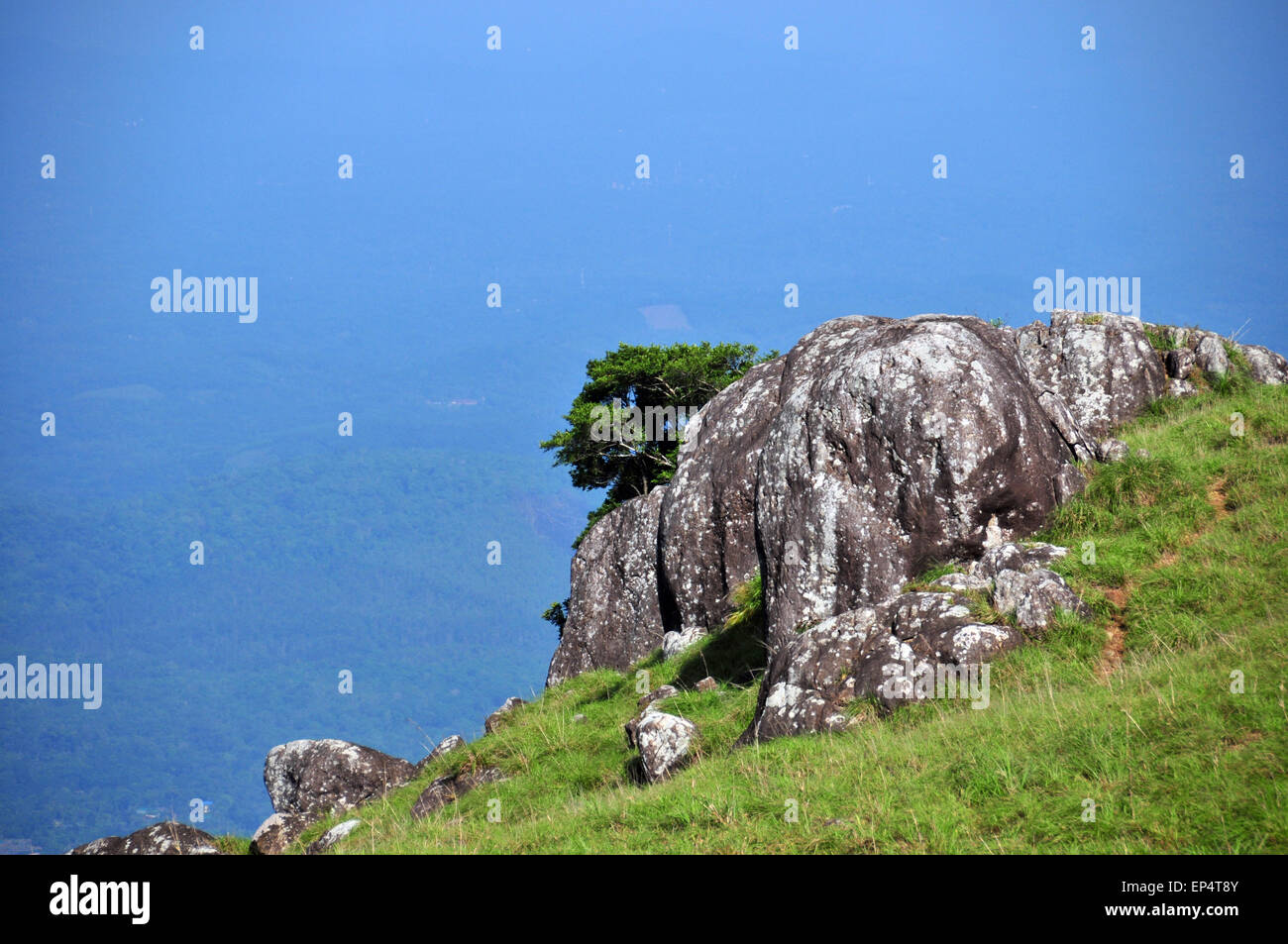 Eine Baumkrone und arock Stockfoto