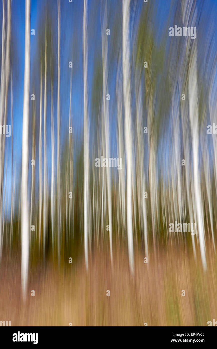 verschwommene Wald Szene, Finnland Stockfoto