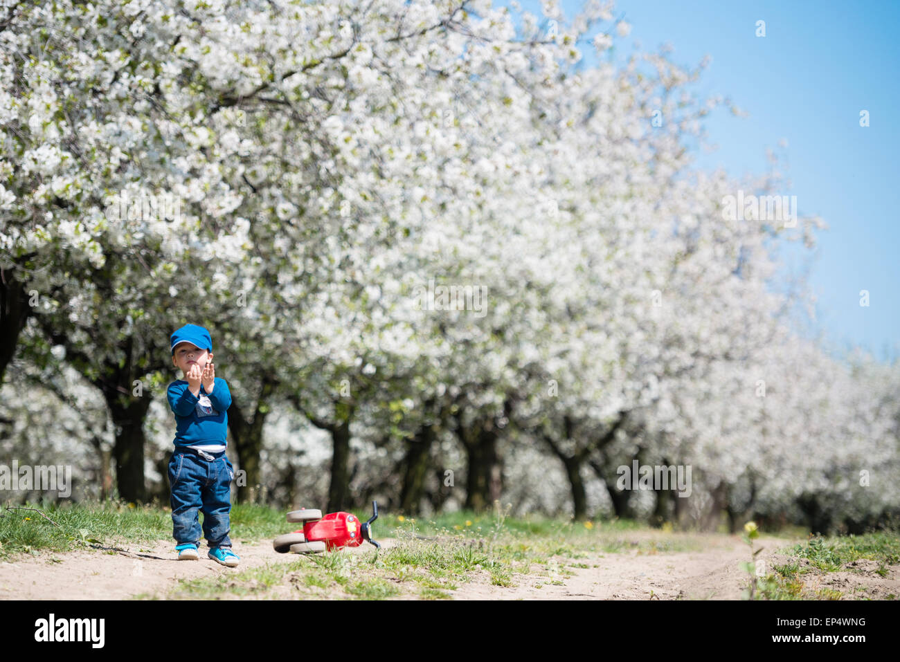 Süße kleine Kind mit schönen blühenden Kirschbäume Bäume im Hintergrund Stockfoto