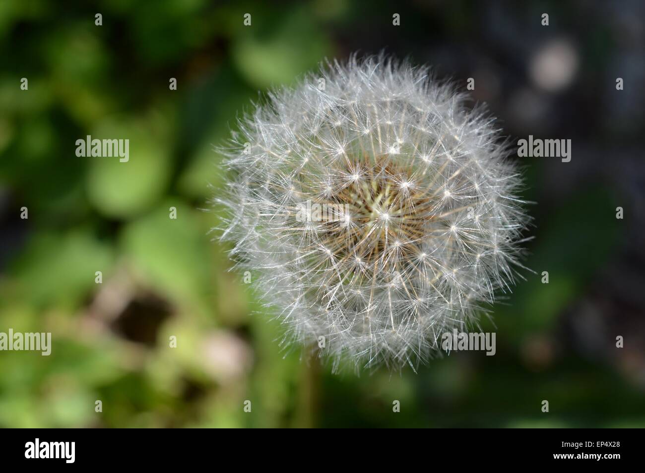 Löwenzahn-Nahaufnahme Stockfoto