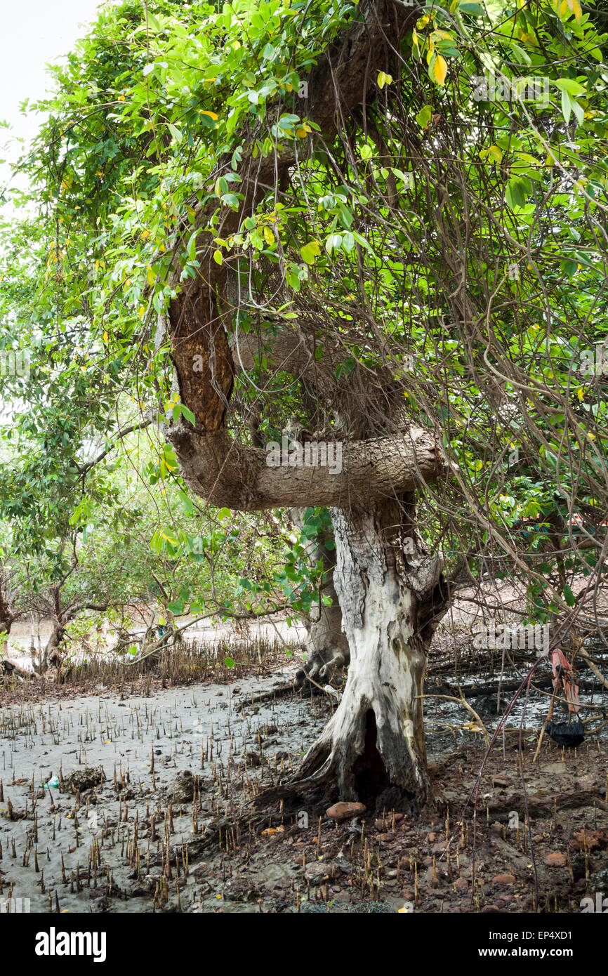 Mangroven-Baum. Stockfoto