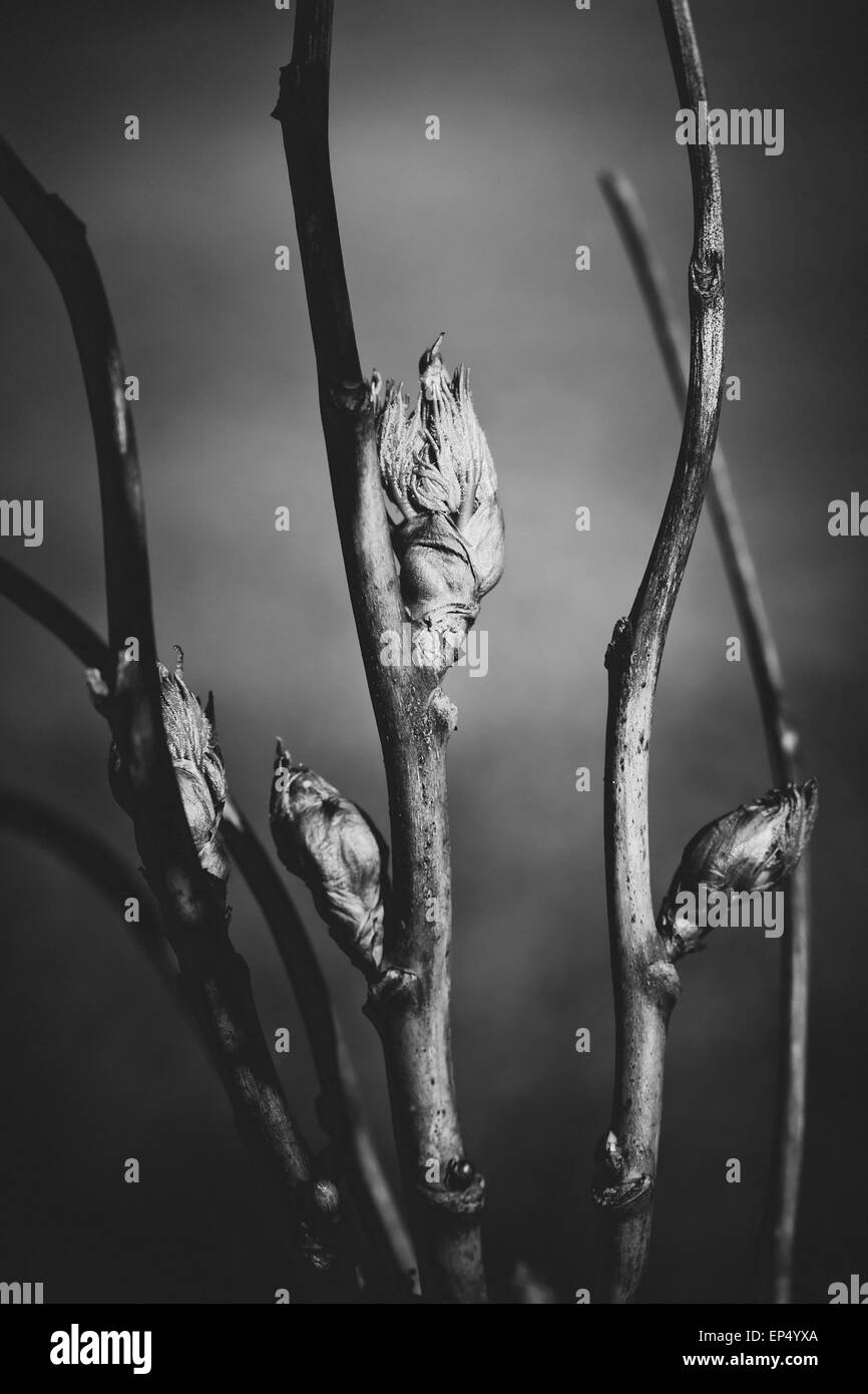 schwarzen und weißen Zweige Stockfoto
