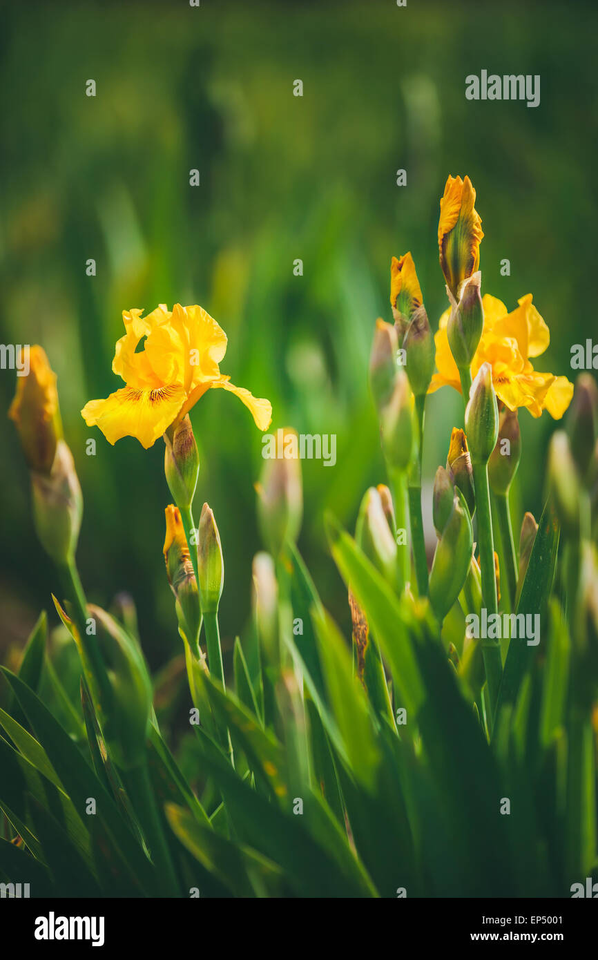 Iris Pseudacorus auch bekannt als gelbe Flagge iris Stockfoto