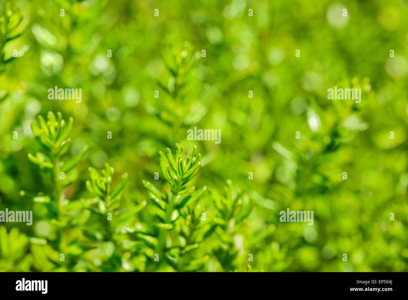 frischen grünen Rasen Hintergrund Stockfoto