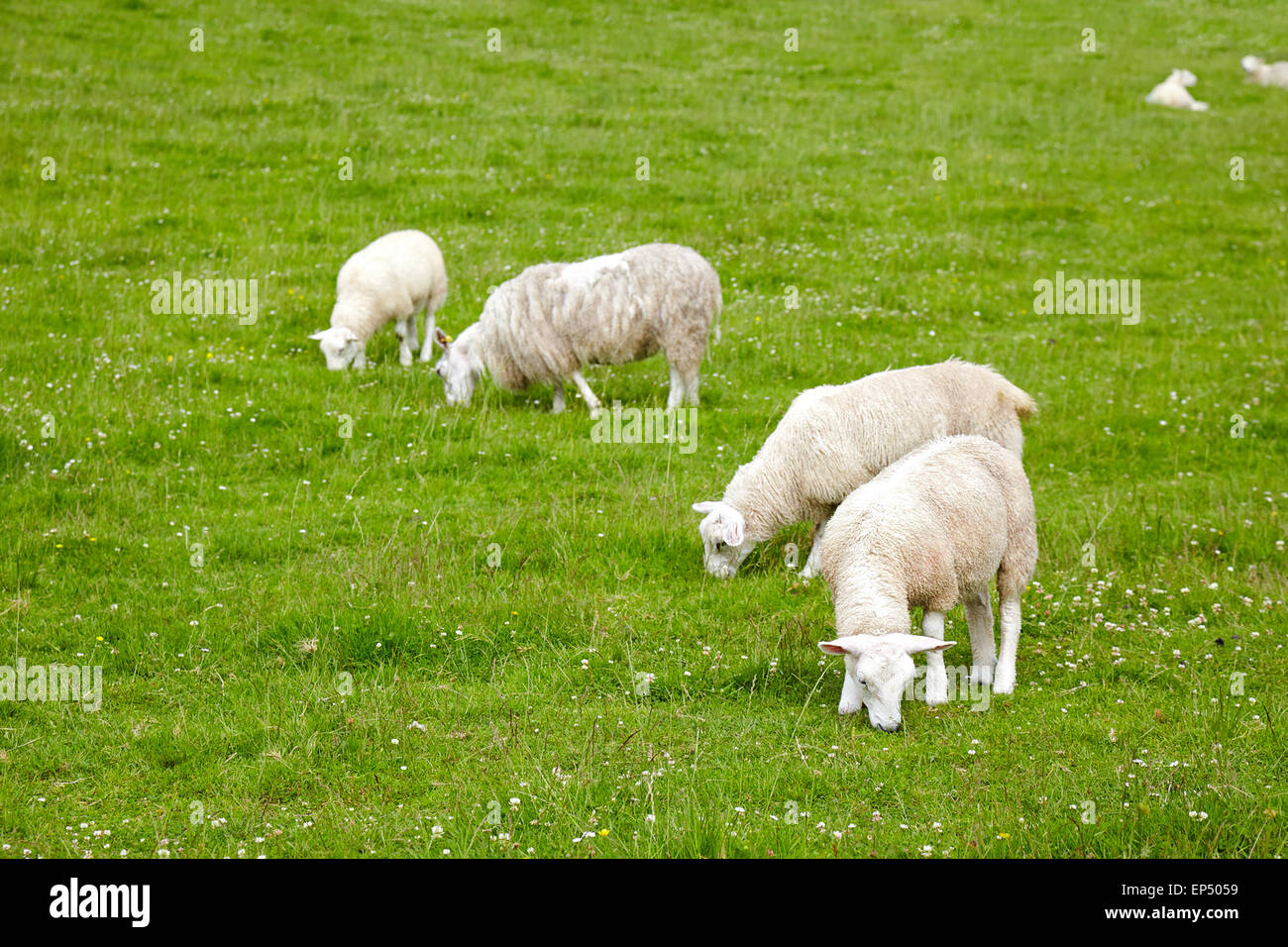 Schafe auf der Wiese Stockfoto