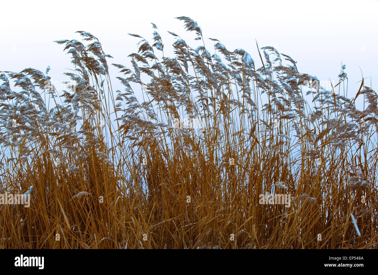 Trockene Kraut Schilf (Phragmites Communis), mit Getreide im Winter mit Schnee bedeckt. Stockfoto