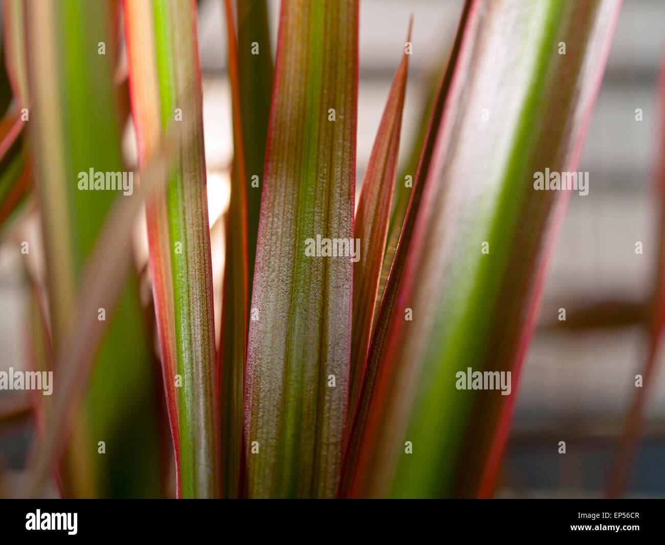 Fragment eines Blattes einer Palme (Dracaena Marginata Tricolor) Stockfoto