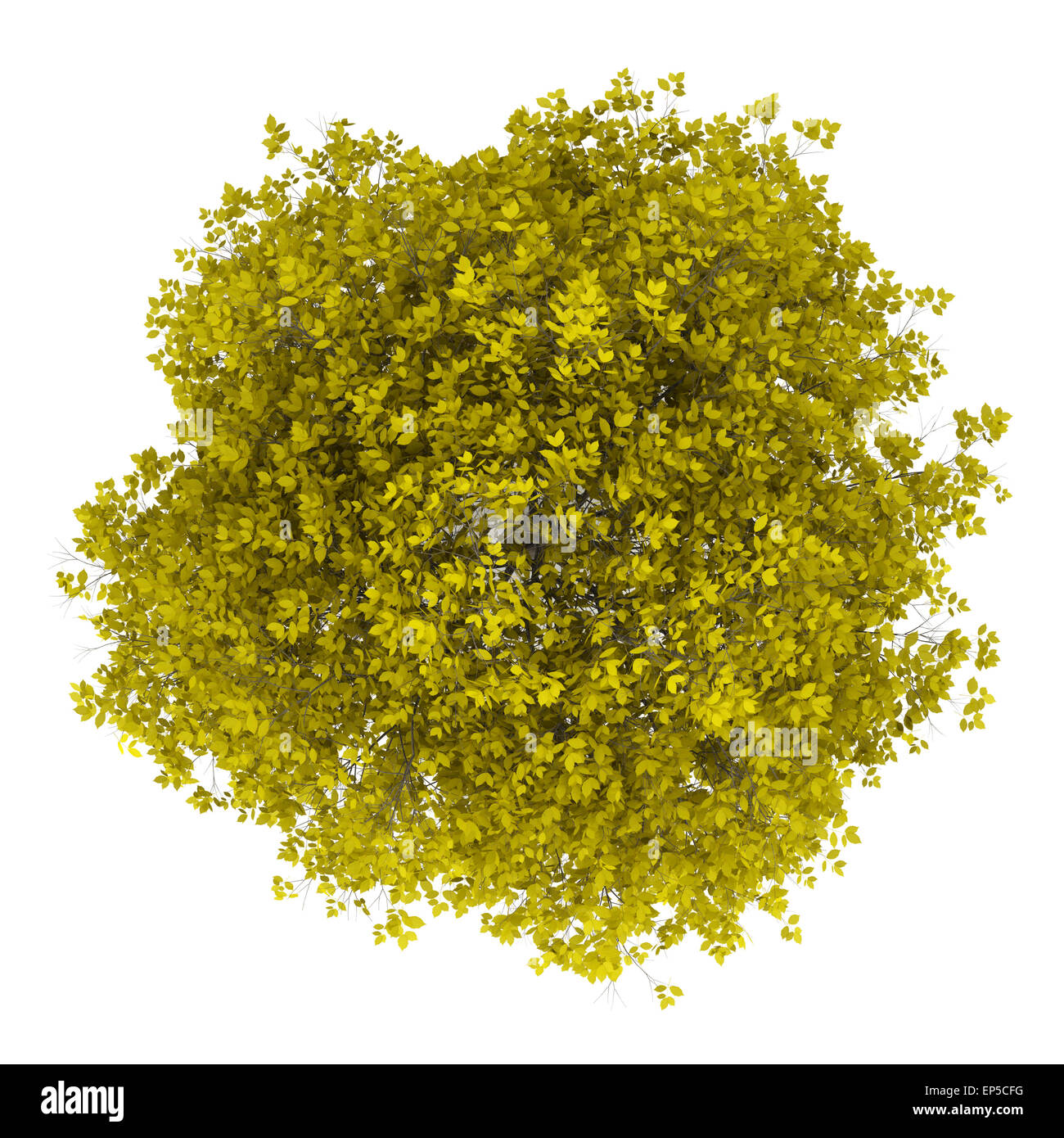 Ansicht von oben fallen Hainbuche Baum isoliert auf weiss Stockfoto