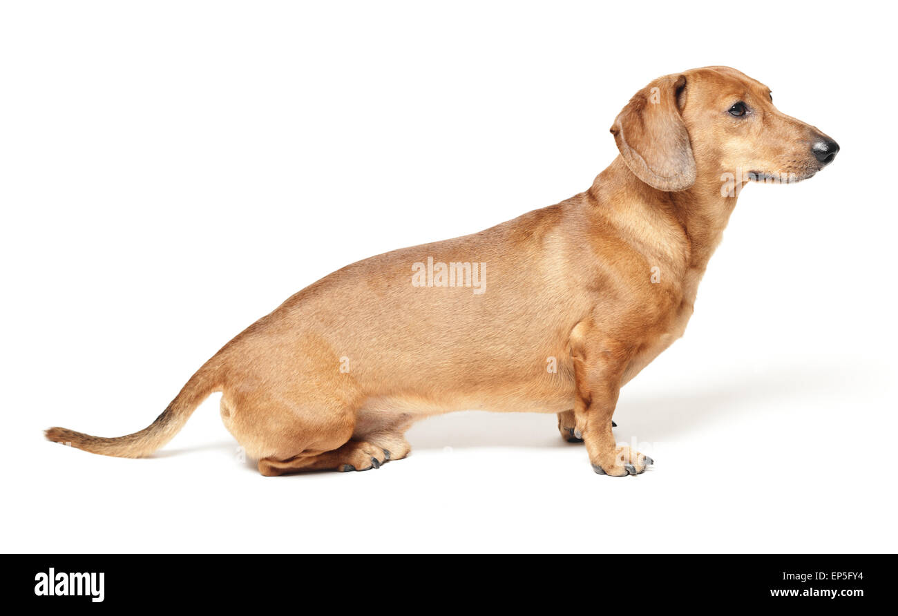 niedliche braune Dackel Hund isoliert auf weiss Stockfoto