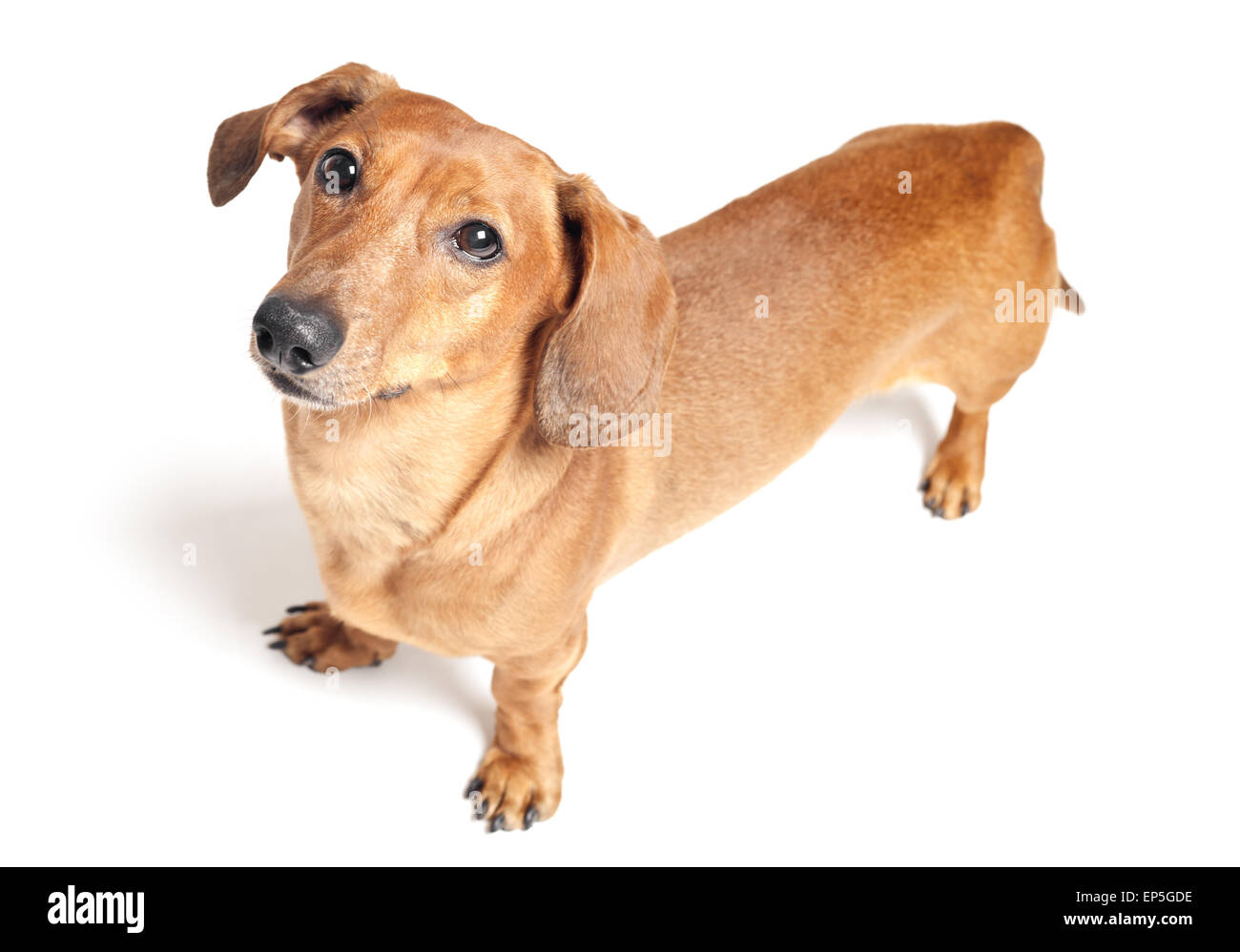 niedliche braune Dackel Hund isoliert auf weiss Stockfoto