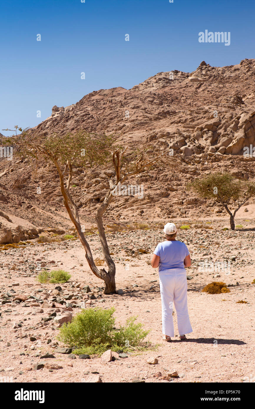 Ägypten, Sinai, Sharm el Sheikh, ältere weibliche Touristen Prüfung Weihrauch-Baum, wächst in der Wüste wadi Stockfoto