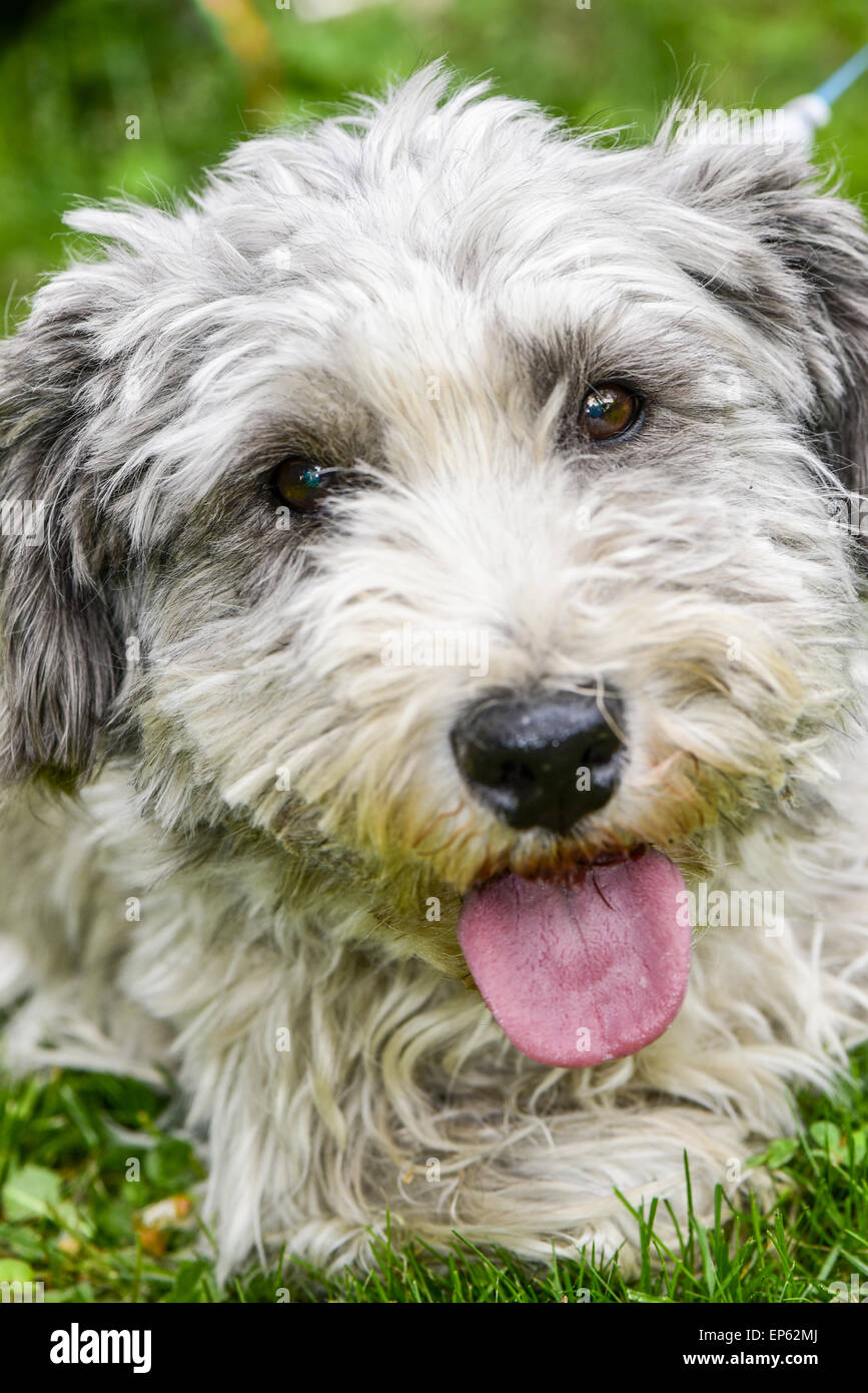 Terrier, Hund, Eggendorf, südlichen Niederösterreich, Niederösterreich, Österreich Stockfoto