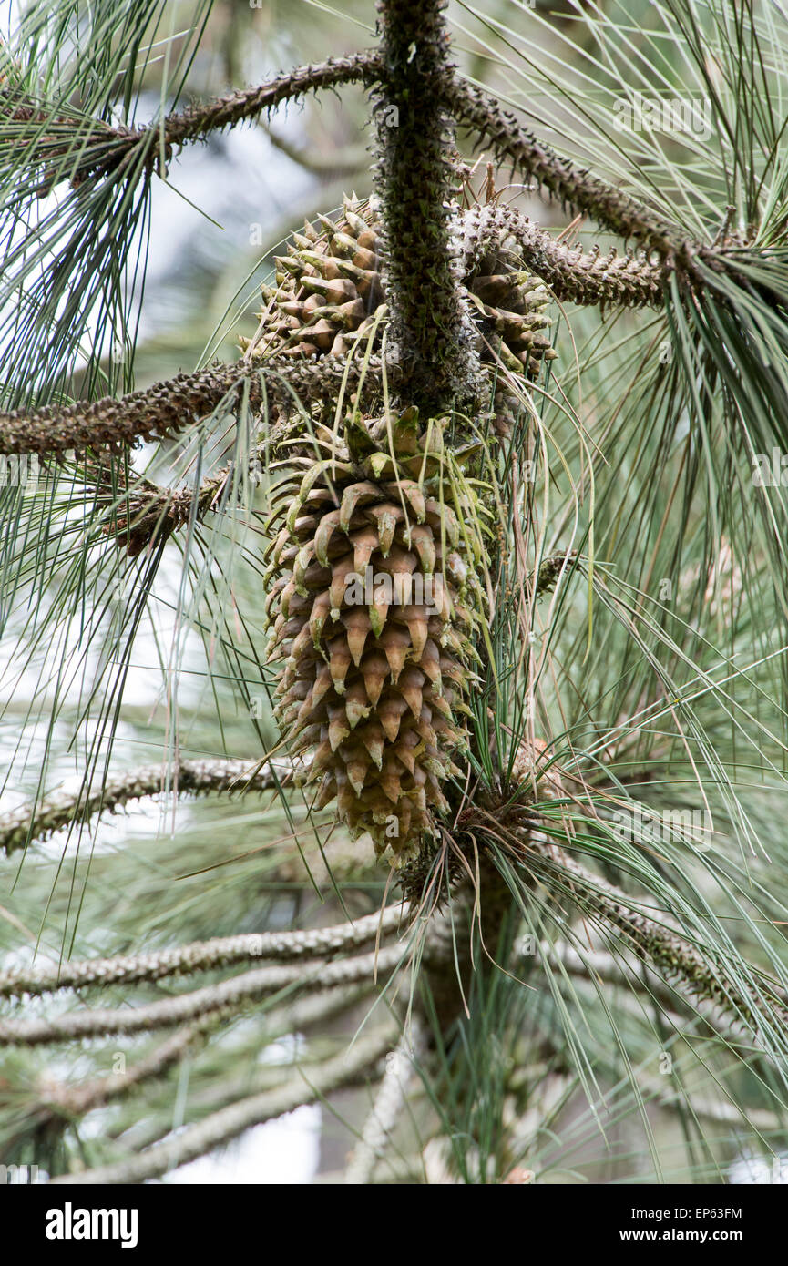 Pinus Coulteri. Coulter Tannenzapfen Baum und Kiefer Stockfoto
