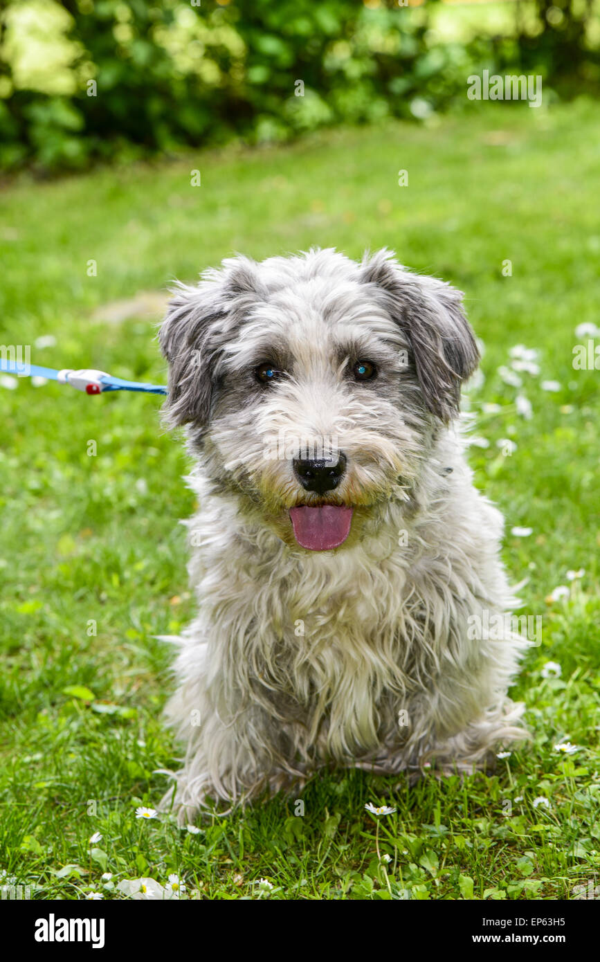 Terrier, Hund, Eggendorf, südlichen Niederösterreich, Niederösterreich, Österreich Stockfoto