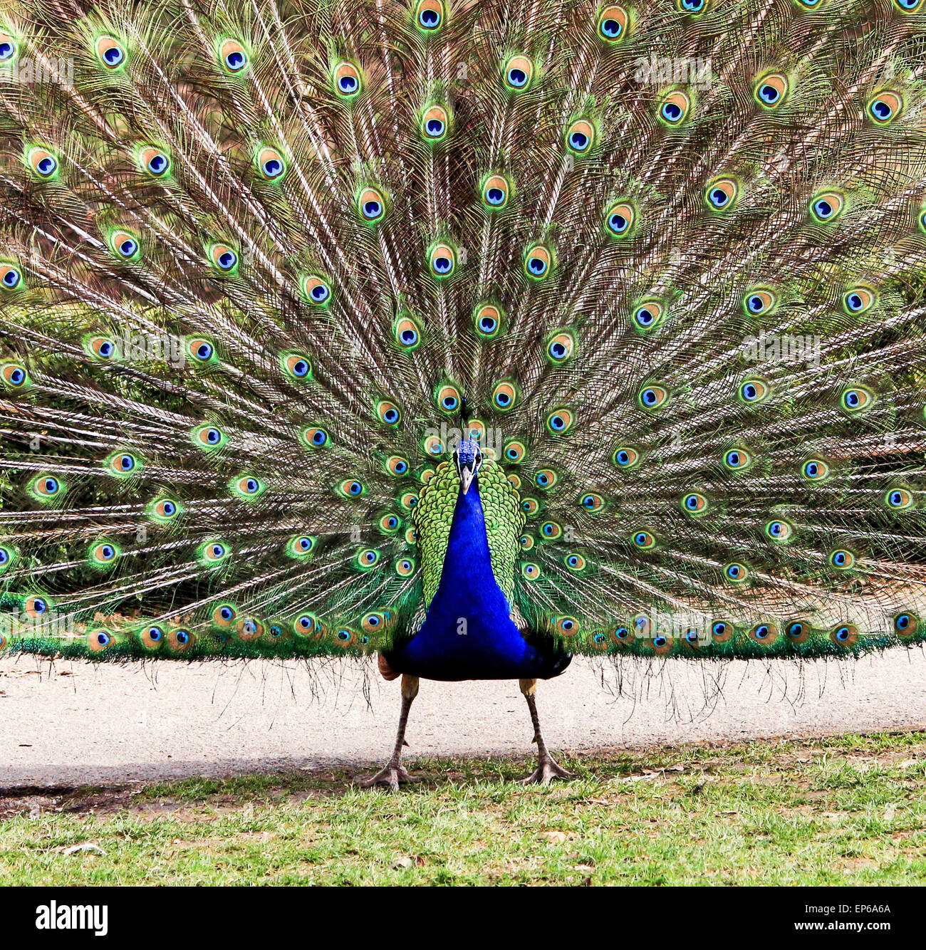 Peacock anzeigen Stockfoto