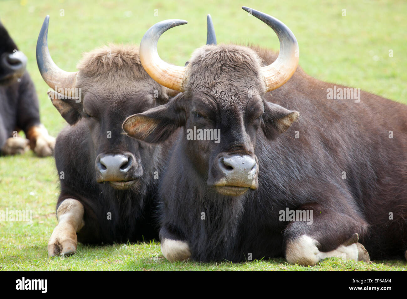 Zwei indische Bison sitzen in einem Feld Stockfoto