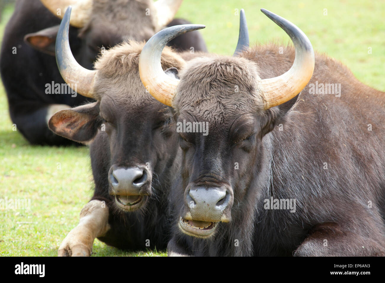 Zwei indische Bison sitzen in einem Feld Stockfoto