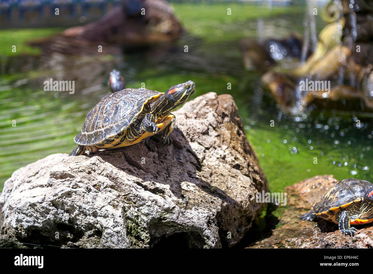 Zwei Schildkröten Stockfoto