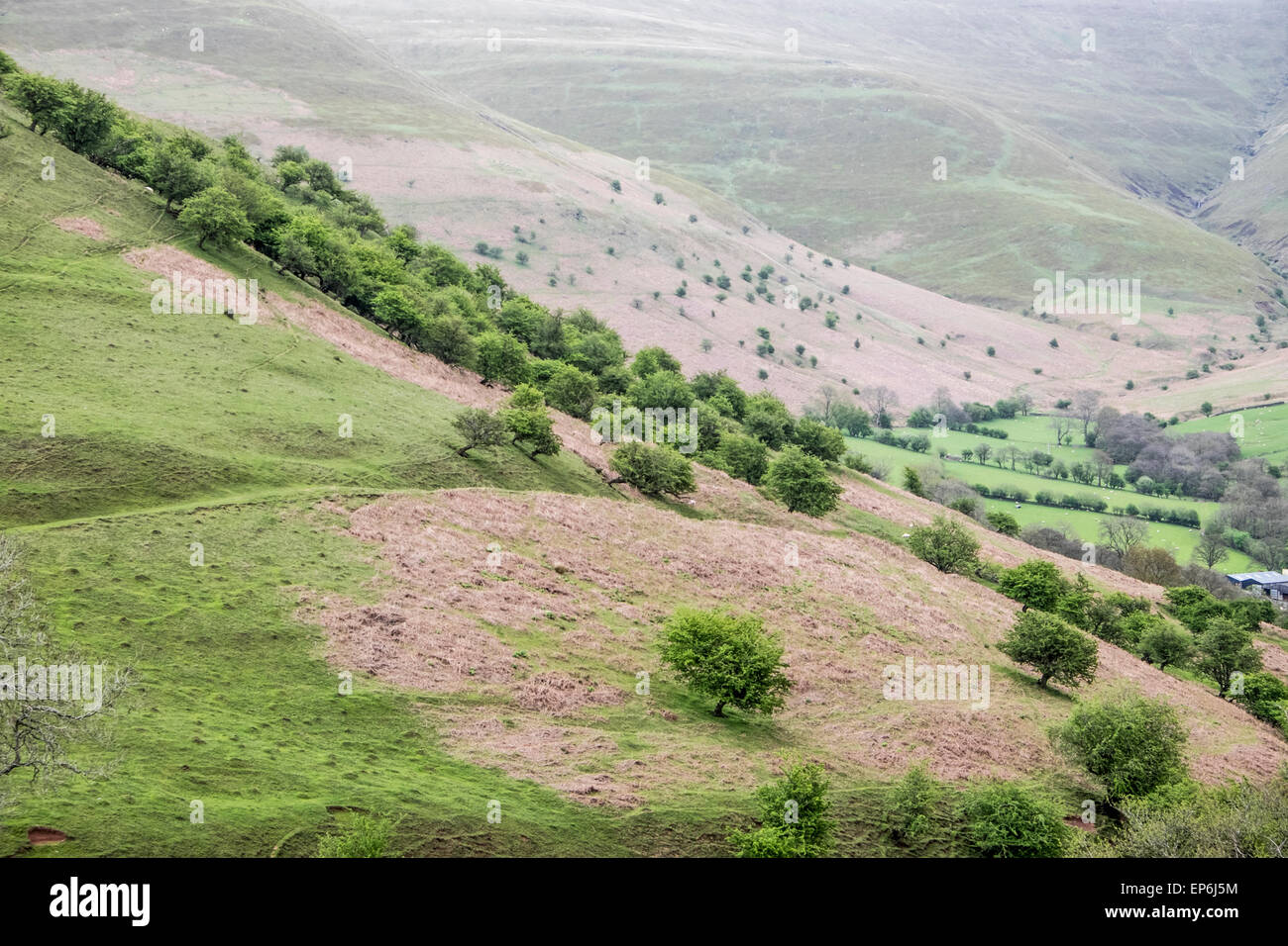 Bäume an einem steilen Hang, nach Westen, zeigt Wachstumsstörungen. Stockfoto