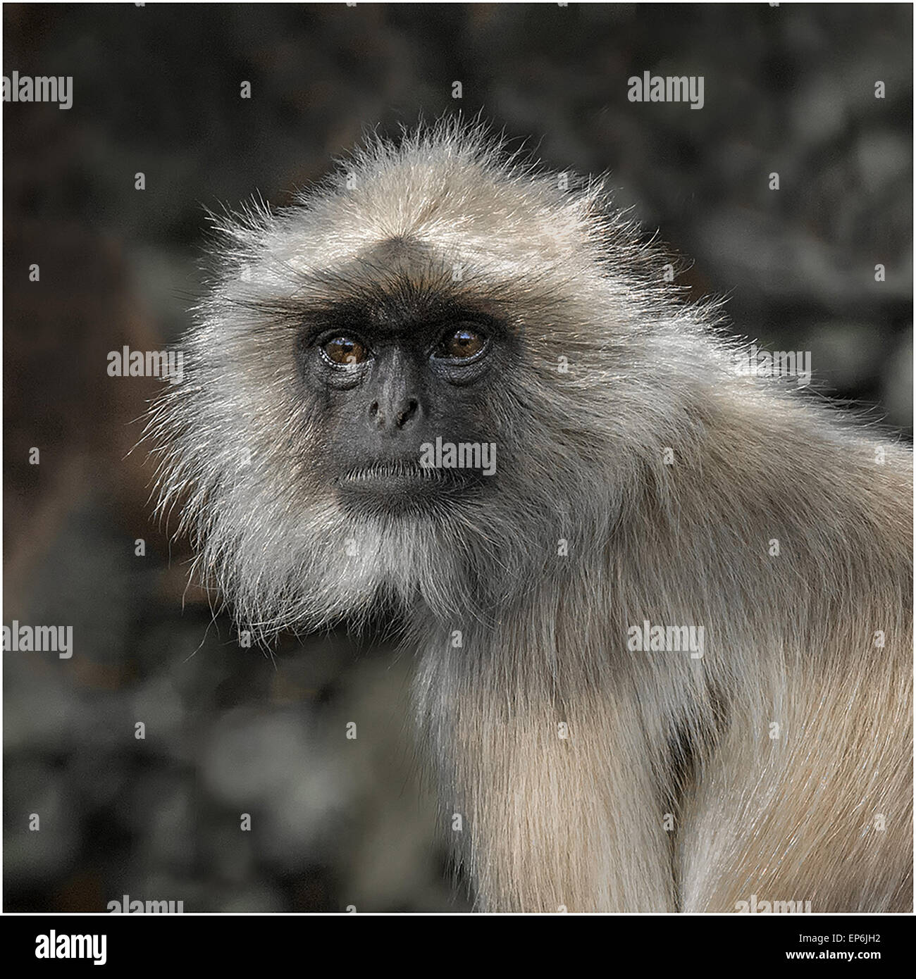 Graue Languren-Affen Stockfoto