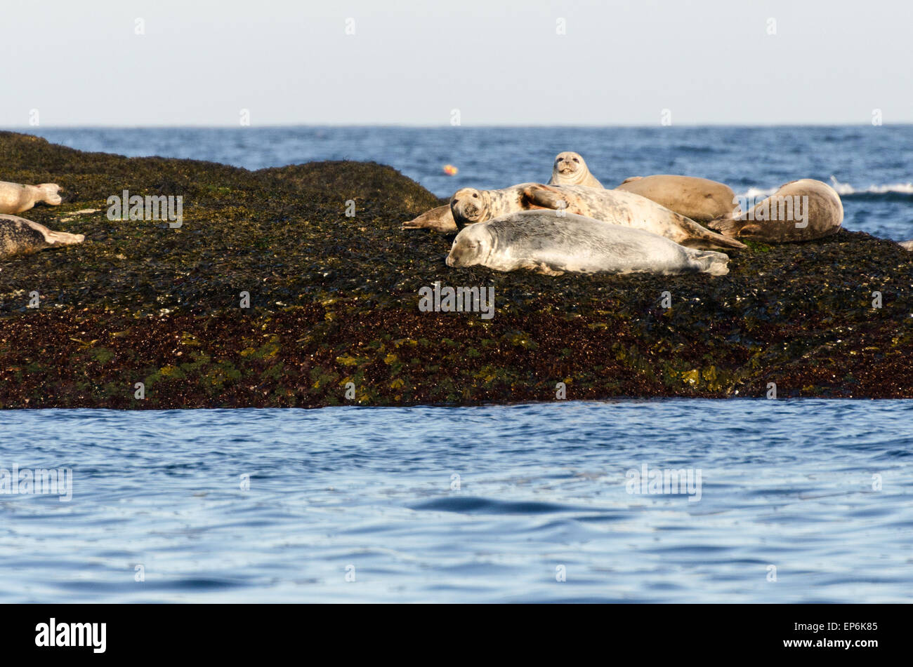 Seehunde (Phoca Vitulina) ruht auf Osten Bunker Felsvorsprung aus Mount Desert Island, Maine. Stockfoto