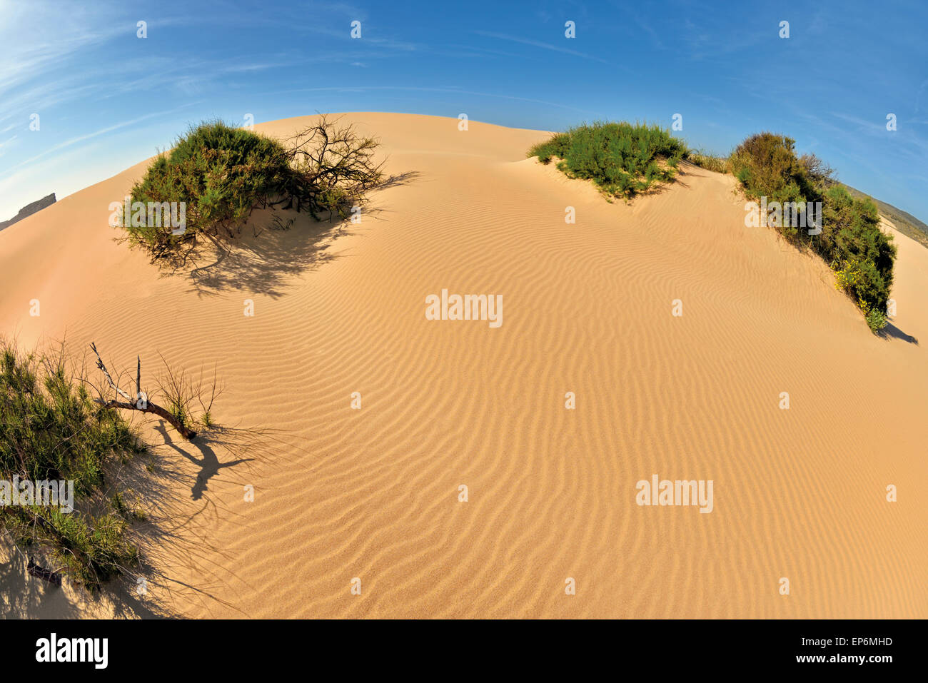 Portugal, Algarve: Sanddüne mit Küstenvegetation in Carrapateira Stockfoto