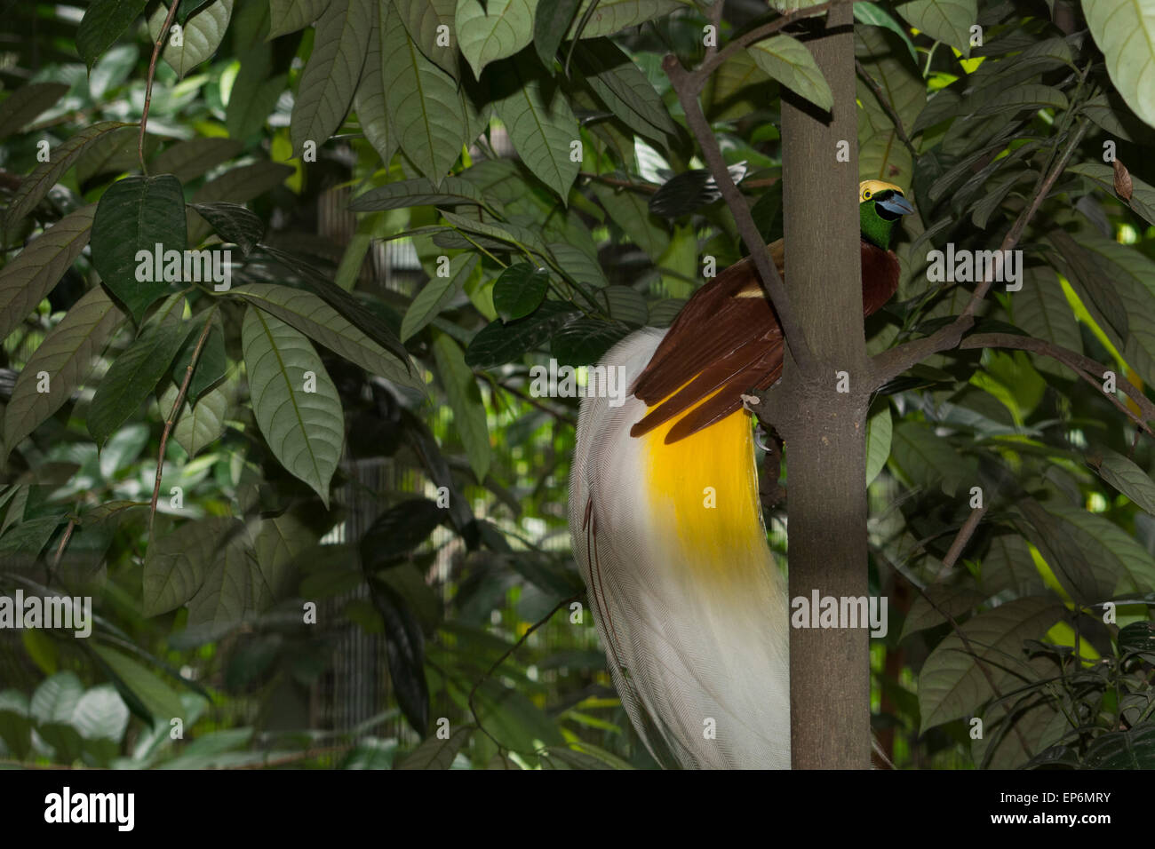 Singapur, Jurong Bird Park. Bird Of Paradise, in Papua Neuguinea heimisch. Stockfoto