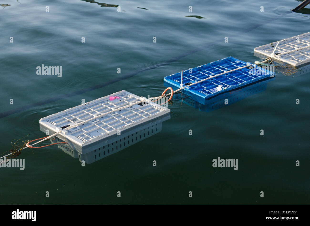 Hummer Fahrzeuge (Kisten in dem lebenden Hummern gespeichert sind) vor Anker aus dem Stadt-Dock auf wenig Cranberry Island, Maine. Stockfoto