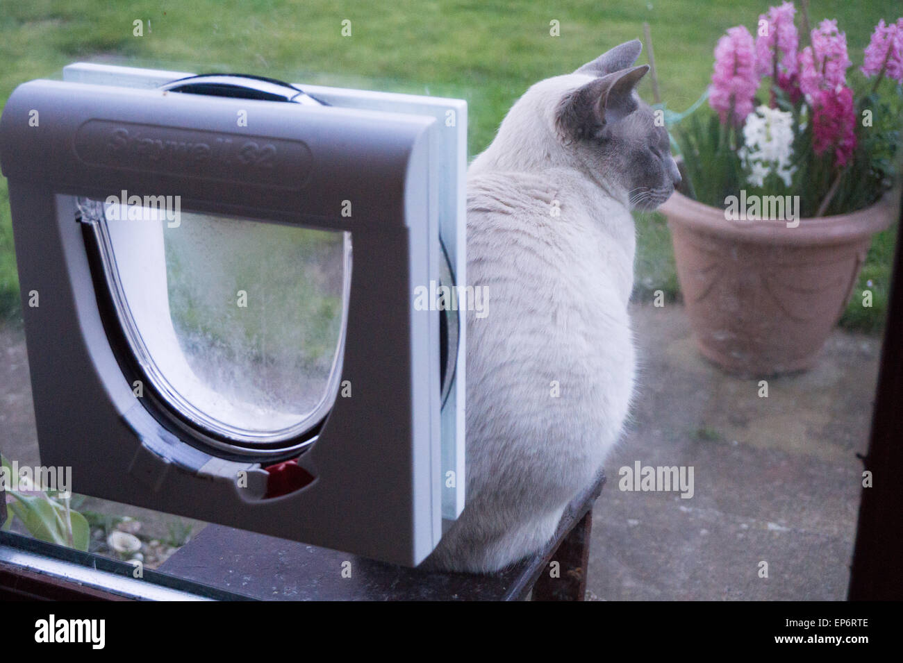 Siamesische Katze draußen Katzenklappe in Tür Stockfoto