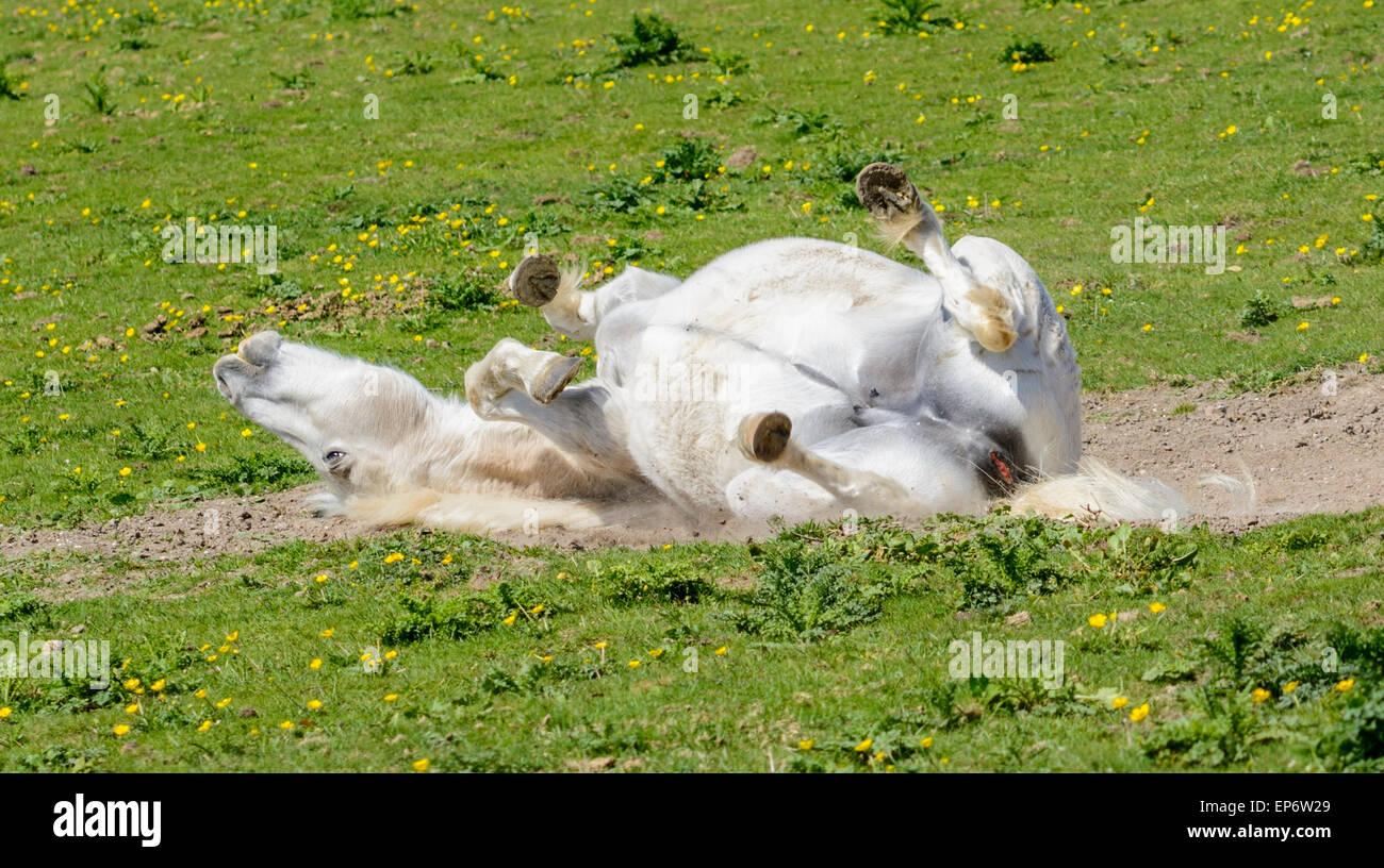 Inländische White Horse rolling Um auf seinen Rücken auf Gras in einem Feld. Stockfoto