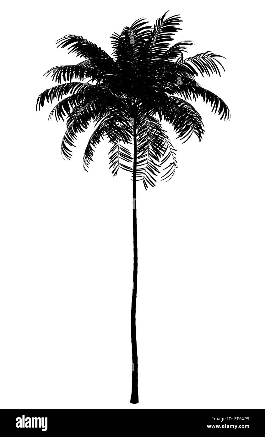 Silhouette der Areca Palme isoliert auf weiss Stockfoto