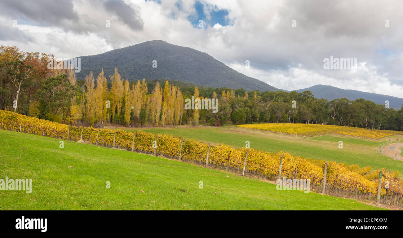 Landschaft mit Feldern der Weinberg im Yarra Valley, Victoria, Australien im Herbst Stockfoto