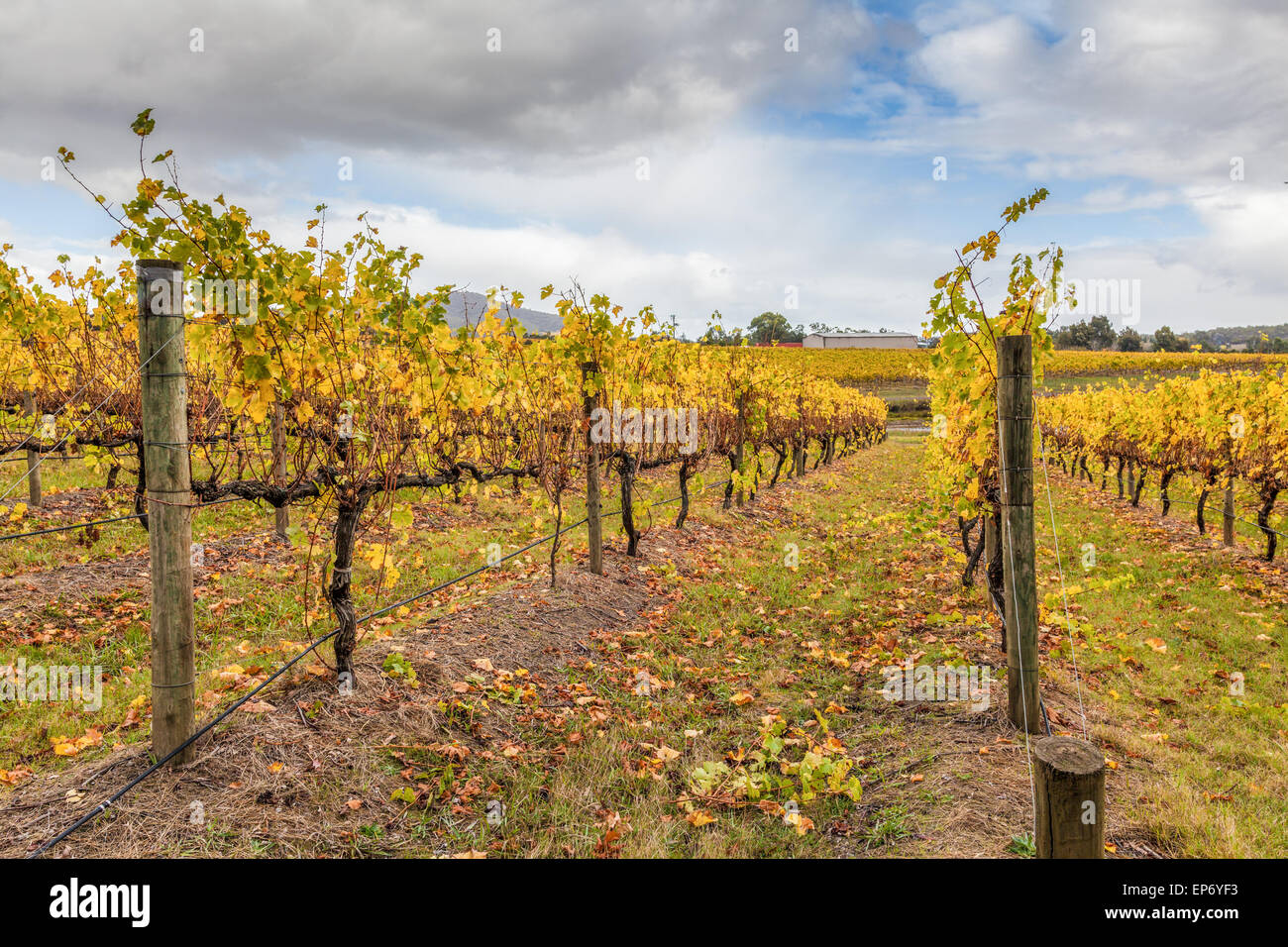 Weinberg im Yarra Valley, Victoria, Australien im Herbst Stockfoto