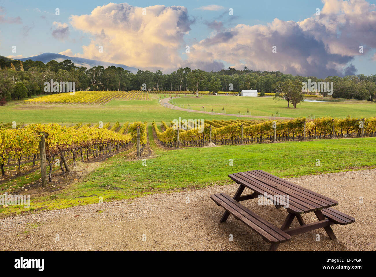 Schönen Weinberg im Yarra Valley, Victoria, Australien im Herbst Stockfoto