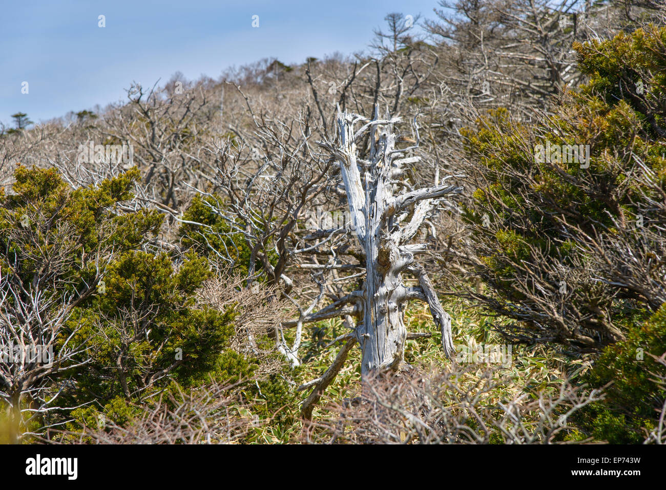 Weiße tot Eiben, Blick vom Yeongsil Trail Kurs in Halla Mountain National Park in Insel Jeju, Korea. Stockfoto