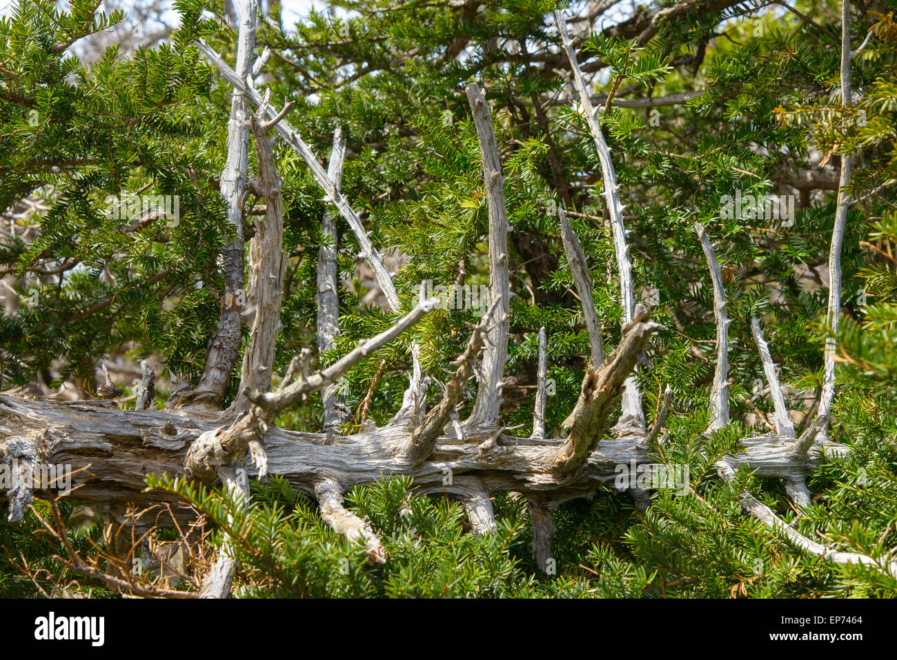 Weiße tot Eiben, Blick vom Yeongsil Trail Kurs in Halla Mountain National Park in Insel Jeju, Korea. Stockfoto