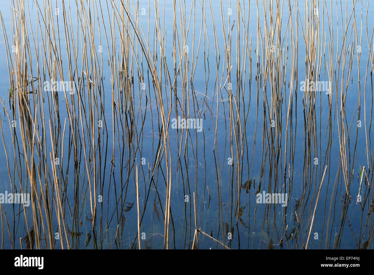 Schilf wächst aus blauen Wasser Milton Country Park Stockfoto