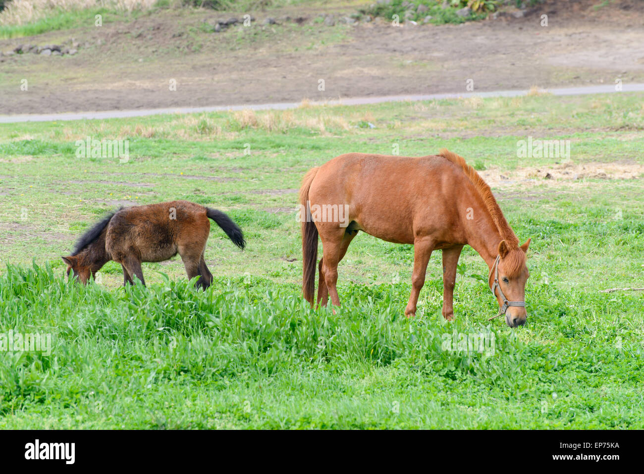 Jung und Mutter Pony (eine Art kleines Pferd) in einem grünen Feld in Insel Jeju, Korea. Stockfoto