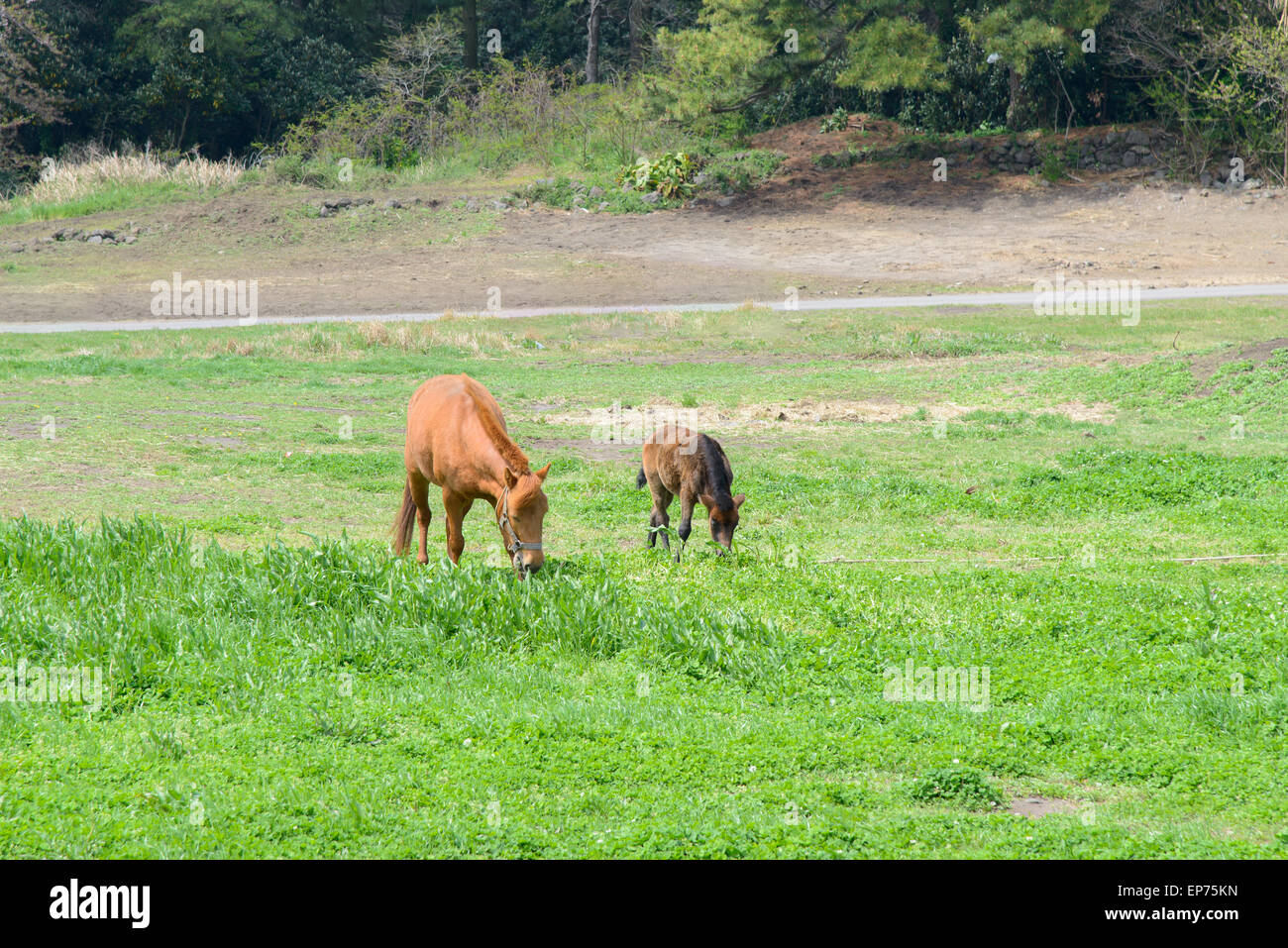 Jung und Mutter Pony (eine Art kleines Pferd) in einem grünen Feld in Insel Jeju, Korea. Stockfoto